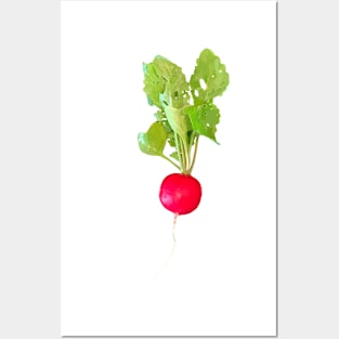 Radish Posters and Art